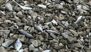 U Valbandonu kod Pule pronađena gomila mrtve ribe i galebova - Stručnjak razriješio misteriju