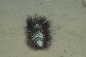 "Disko morski crv" snimljen na dnu u blizini Čilea: "Na sebi ima svjetleće iglice"