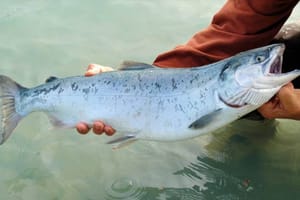 Evo lososa i na istočnoj obali Istre!