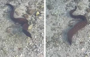 VIDEO Jedna se murina "prošetala" plićakom na Hvaru