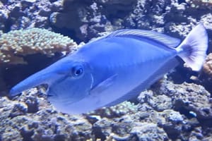 Fascinantan stanovnik Aquariuma Pula - upoznajte ribu jednoroga koja može mijenjati boje u "tren oka"!