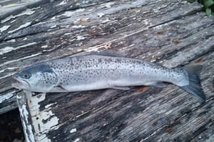 Ribar u Lokvi Rogoznici izvukao lososa od 2,2 kilograma: "Odmah sam ga poslao Institutu za oceanografiju i ribarstvo"