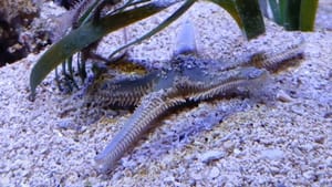 Jeste li znali da su zvjezdače prave čistačice Jadrana, ali i morskih akvarija?