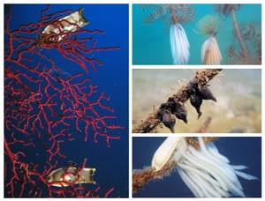 FOTO Jaja lignje, morske mačke i sipe - Pogledajte ove nevjerojatne prizore iz Jadrana!