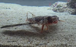 Pogledajte kokota kako doslovno "hoda" po dnu dok traži hranu