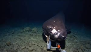 Znanstvenici spustili kameru na dubinu od 1.400 metara i otkrili neobičnog stvora koji je odmah zagrizao kameru