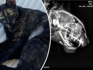 Netko u Hvaru zračnom puškom ubija mačke - Objavljene rendgenske snimke s metkom u vilici životinje