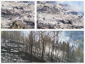 Požar na Pelješcu prouzročen paljenjem korova? Pogledajte što je ostalo nakon buktinje