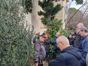 U Šibeniku se rezidba maslina mogla "naučiti" u srcu grada