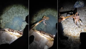 KRIVOLOV NA JADRANU Hobotnicu na otočiću kod Biograda omamio zabranjenom modrom galicom? Ovim se riskira zatvorska kazna od tri godine!