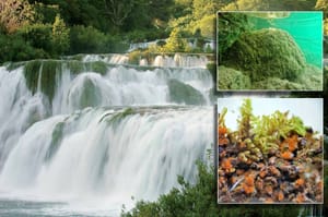 Ponovno otkriće kopnene alge na rijeci Krki nakon 130 godina!