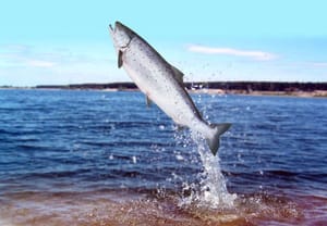 Uzgajalište iz kojeg su pobjegli lososi: "Nema brige, uzgajamo samo ženke". Institut za oceanografiju i ribarstvo: "Ulovljena muška jedinka"