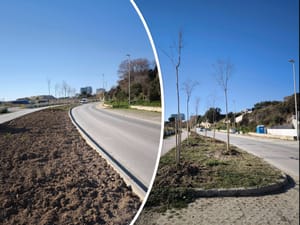 U Splitu preselili pola drvoreda u prvi red do mora!