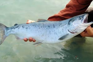 Ravnatelj Uprave za ribarstvo: "U Jadran je pobjeglo oko 300 lososa"