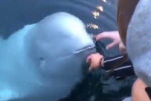 Djevojci u more ispao mobitel koji joj je vratio - kit!