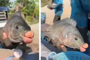 Čudnovata riba ulovljena u moru  na Tajlandu: "Nikada nismo vidjeli ništa slično!"