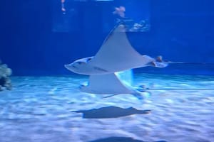 Ovako izgleda "preseljenje" pjegastih morskih golubova u Aquariumu Pula