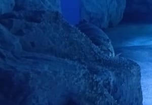 Ovako u pulskom Aquarijumu hrane golemu tropsku kirnju: "Ona je lovac iz zasjede!"