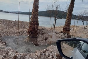 Može li luđe? Palme na plaži u Sevidu okupali betonom!