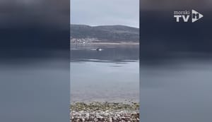Skupina dupina u nedjelju se dugo igrala ispred plaže u Selinama