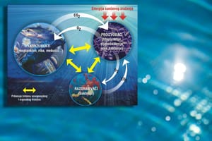 Institut za oceanografiju: "Porast temperature mora urušava temelj morskog života u Jadranu!"
