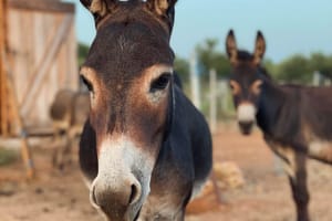 Šime Strikoman snima milenijsku fotografiju u Tribunju - imat će lik magarca!