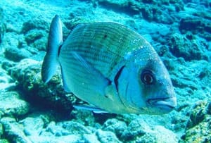 Nešto se čudno događa s ovom ribom - Hrvatski znanstvenici istražuju pojam "Gumeni šarag"