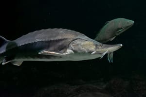 U Jadranu viđena riba koje nije bilo 36 godina - Može narasti do 7 metara i težiti više od tone!