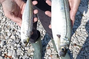 ČIME SE HRANE? Bugva ulovljena kraj kaveza duplo veća od prosječnog primjerka - Morski biolog: "U hranu se stavljaju hormoni i antibiotici". Cromaris: "Nema kemije ni hormona"
