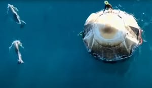 VIDEO Astronauti sletjeli u more, pa ih okružila skupina dupina!