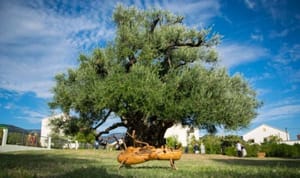 Izložba "1500 godina stara kaštelanska maslina- zaštićeni spomenik prirode"