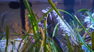 IZUZETNO SU VAŽNE! Svjetski je dan morskih cvjetnica; upijaju ugljik-dioksid, stvaraju kisik, sprječavaju eroziju obale