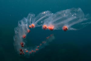 Masovna pojava salpi i želatinoznih organizama u Jadranu - Institut za oceanografiju pojašnjava: "Velike su promjene u moru..."