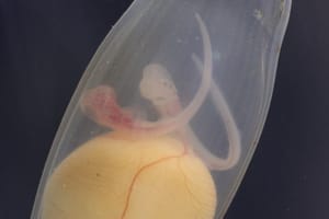 KRAJNJE RIJEDAK SLUČAJ Monozigotni blizanci morske mačke bljedice!