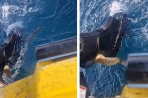 Ribar kod Cavtata ostao u čudu kad je shvatio što mu je zakvačeno na motoru: "Nisam ni ovo još vidio!"