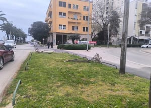 Netko je na rivi u Zadru počupao tek posađena mlada stabla