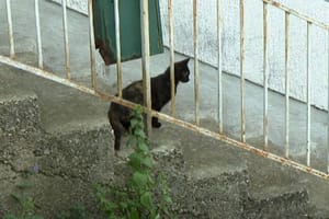 Šibenčanin napustio bolesnu mačku pa zaradio prijavu