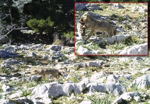 TEROR ČAGLJEVA NA KORNATIMA Od kad su doplivali na otoke, zavladali su arhipelagom