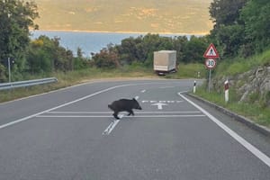 Mlade divlje svinje snimljene kako pretrčavaju cestu kod Brestove u Istri!