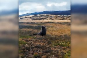ODMETNIK NA SUHOM  Morski lav snimljen desecima kilometara od mora u Čileu - pogledajte video!