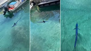 VIDEO U makarsku luku zalutao iglan