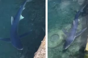 VIDEO Morski pas modrulj snimljen pored rive u Trstu