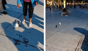 MOJ GALEBE Galeb u letu progutao dio druge ptice, umalo se ugušio, spašen u zadnji tren - postoji i video!