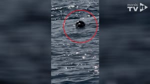 VIDEO Najrjeđi morski sisavac opet viđen u Jadranu!