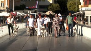 Dog-friendly destinacija -  Dalmatinski psi prošetali crvenim tepihom u Zadru