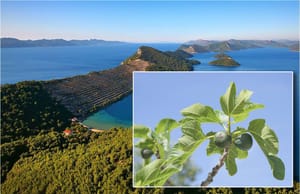 Europski tužitelj podigao optužnicu protiv 4 osobe - Među njima jedna tražila EU novac za sadnju smokava na otoku Jakljanu, hvalio je i Glas koncila: "Uzorna vjernica, pjeva na misama"
