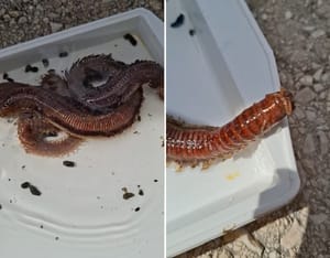 VIDEO Veliki morski crv - Poslastica za ribe!