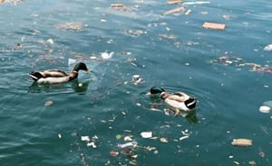 Zadarske Jazine umjesto ribama, dom su smeću i patkama koje jedu plastiku