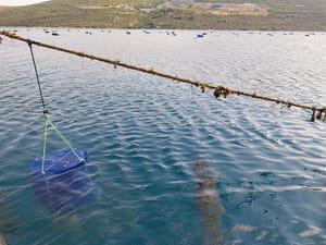 ODRŽIVA AKVAKULTURA Pilot projekt uzgoja školjki i algi u Malostonskom zaljevu