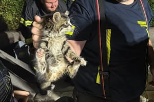 "SUVENIR S MORA" Obitelj se vraćala s odmora u Hrvatskoj, a onda je u motoru automobila čula vrlo neobičan zvuk...